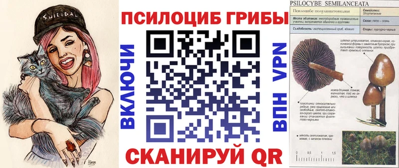 Галлюциногенные грибы Psilocybine cubensis  блэк спрут как войти  Елец 